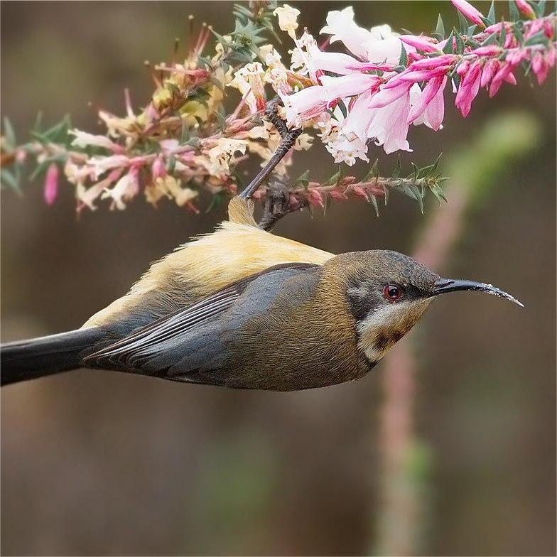 Acanthorhynchus tenuirostris female