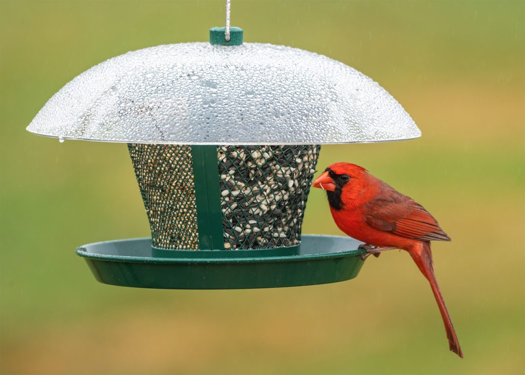 Cardinal