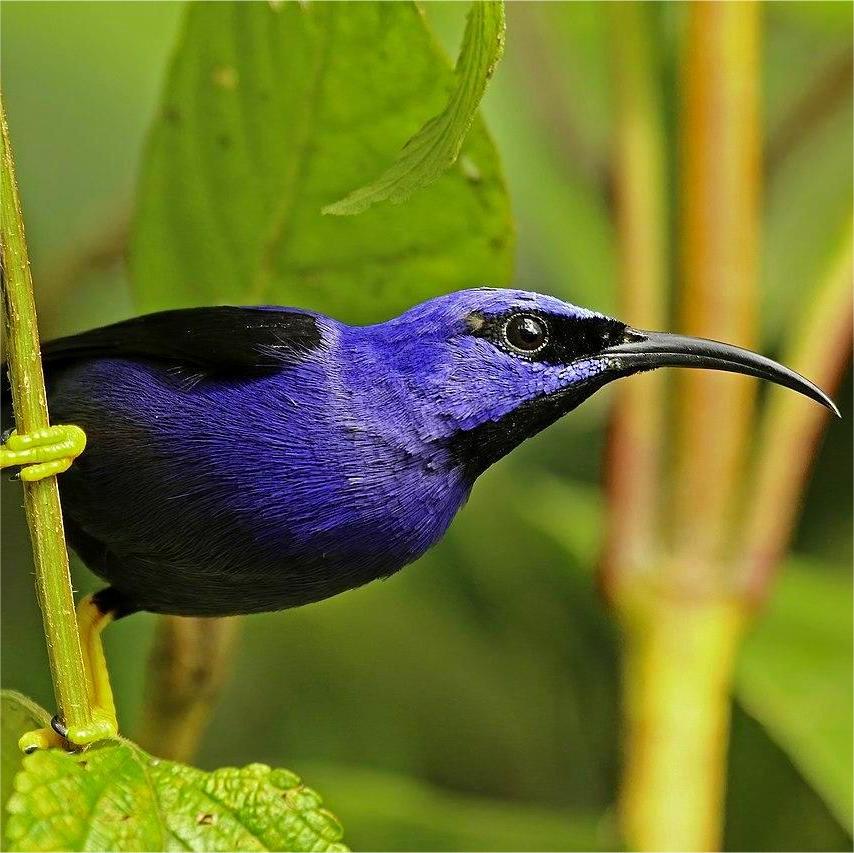 Purple honey creeper cyanerpes caeruleus longirostris male 2