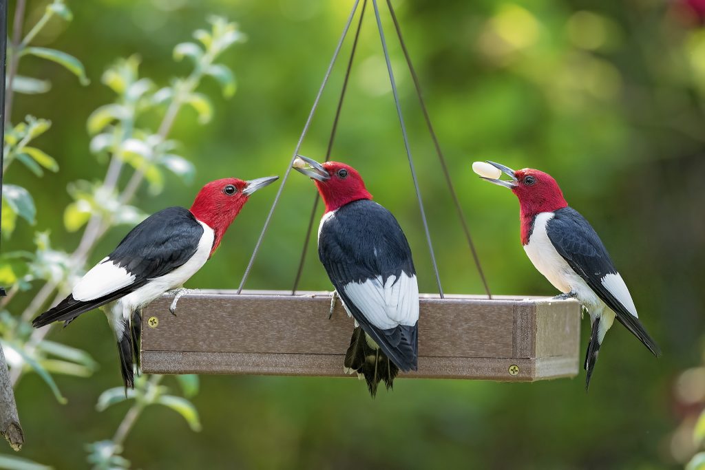 Red headed trio king garden birds kingsyard