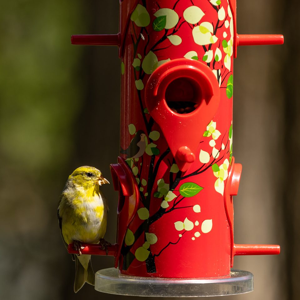 American goldfinch at feeder 1 of 1 edited