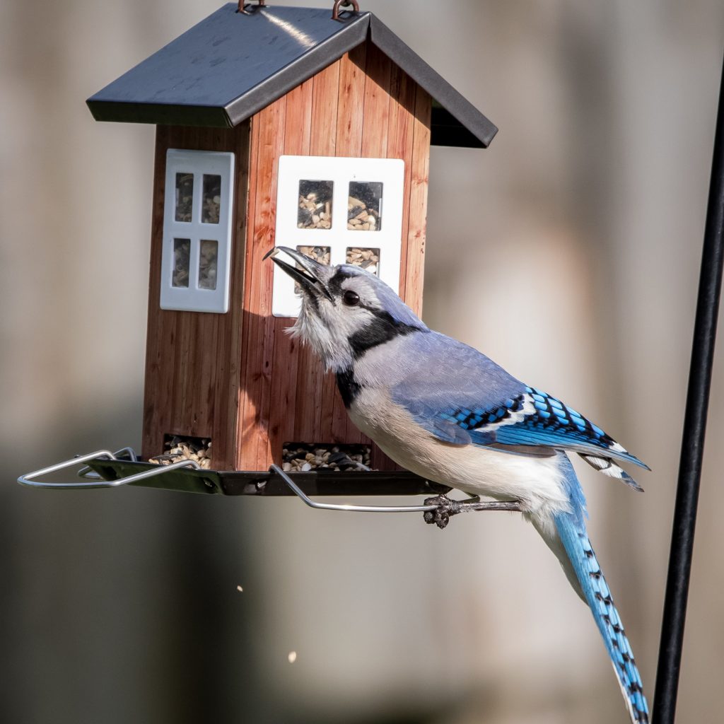 Bird feeder photo2 1