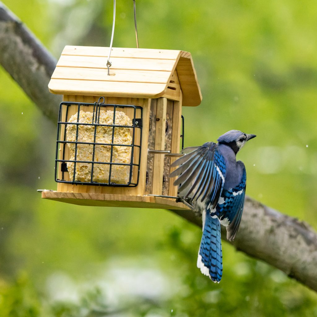 Bluejay at feeder 1 of 1