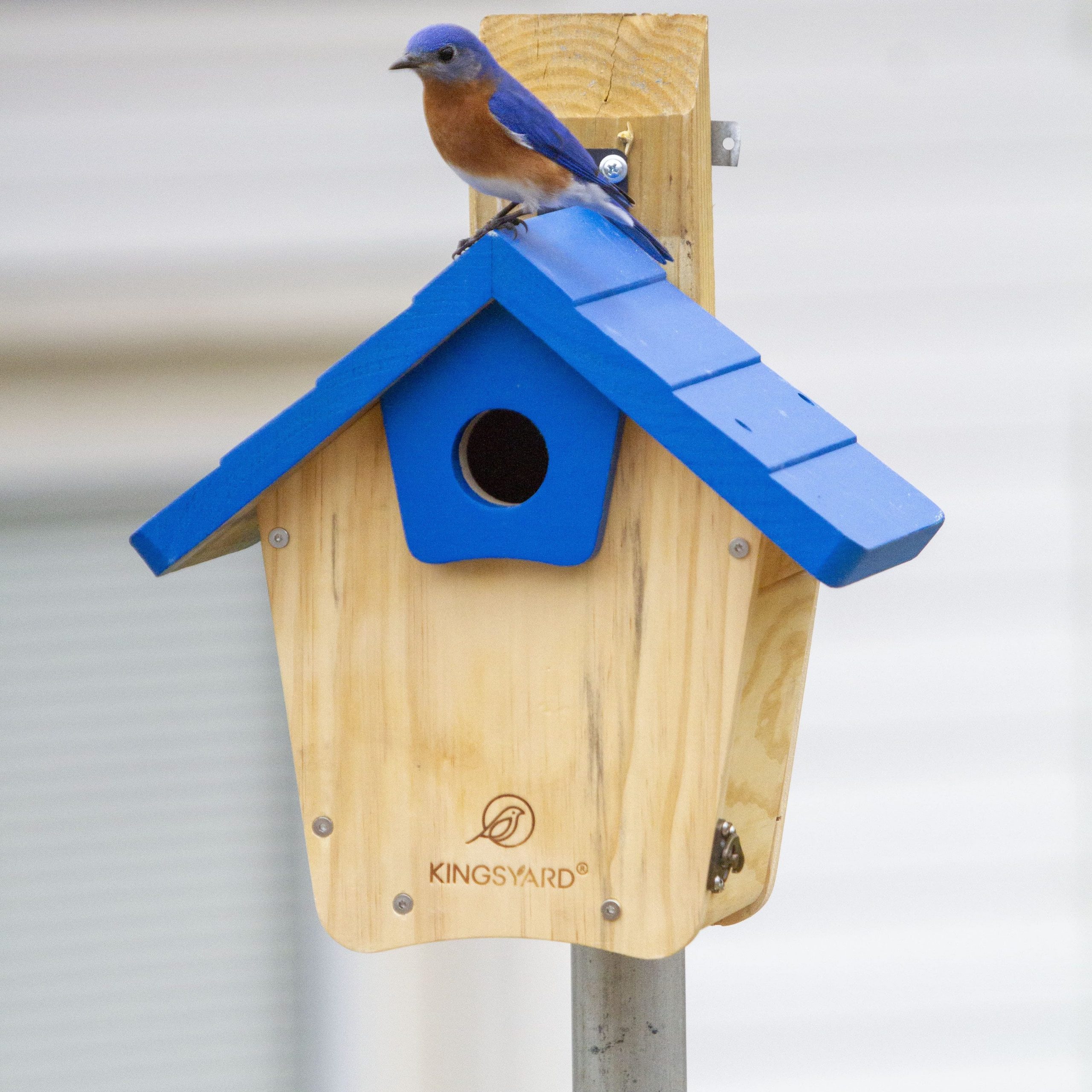 Bluebird on house edited scaled