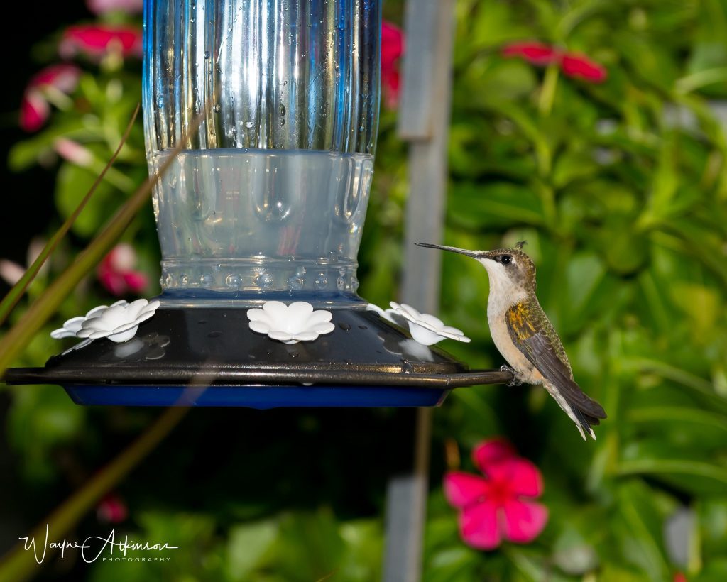 Showing a hummingbird standing in the bird feeder