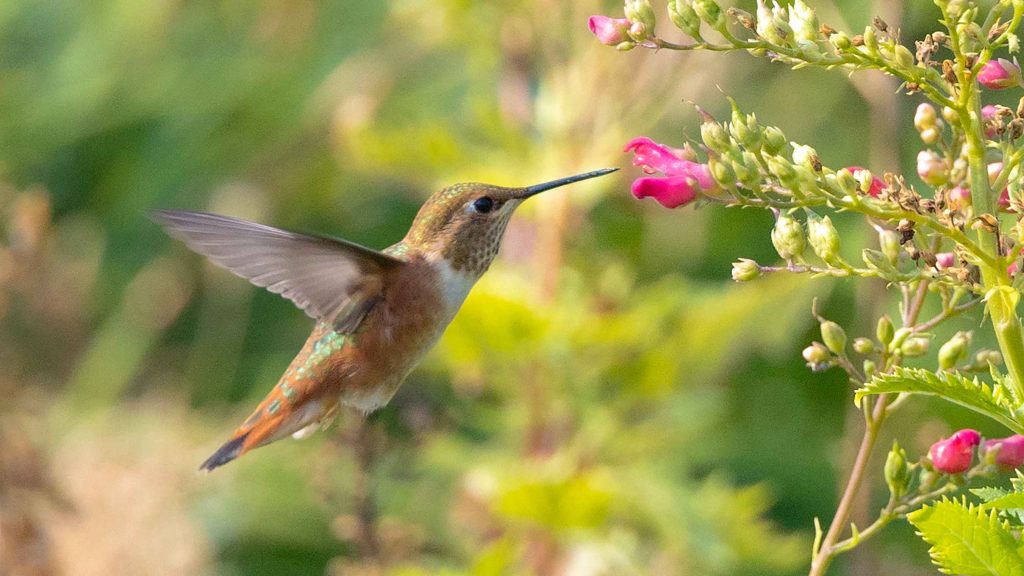 Hummingbird coming close to a pink flower