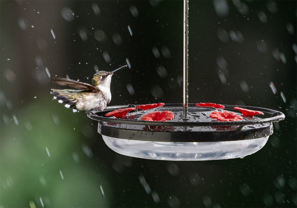 A  hummingbird is drinking water in the bird feeder