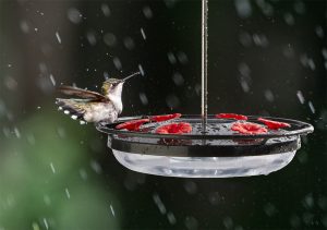 A hummingbird is drinking water in the bird feeder