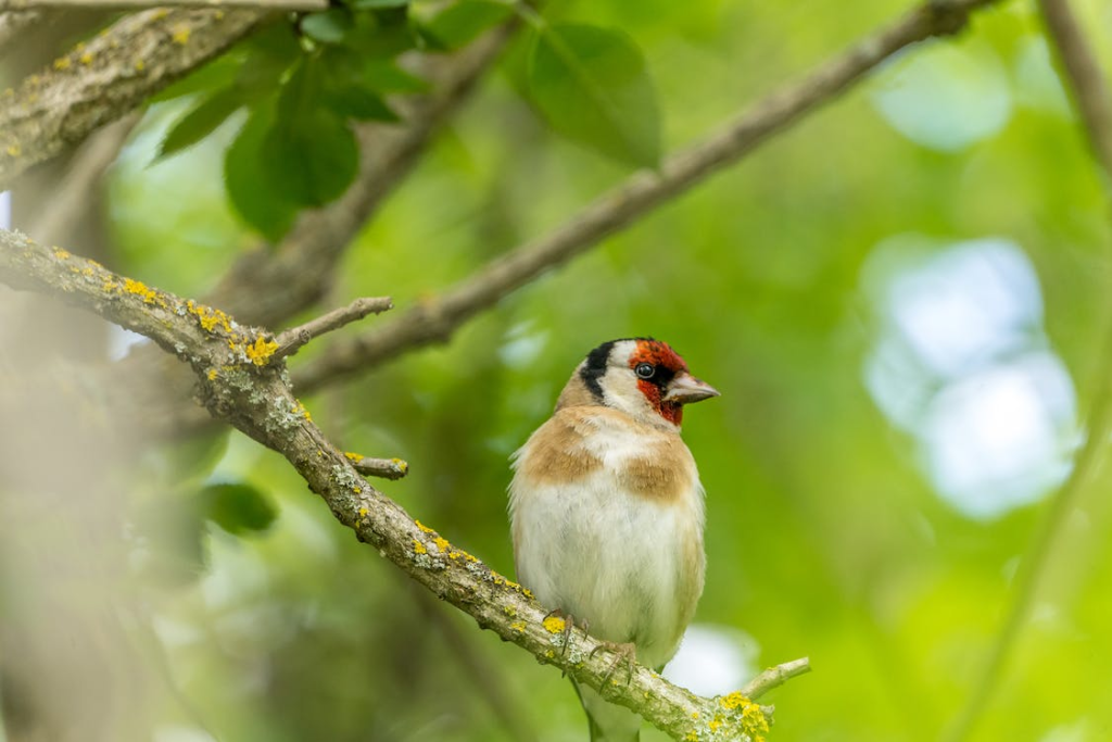 A bird is standing in the tree, looking into the distance.