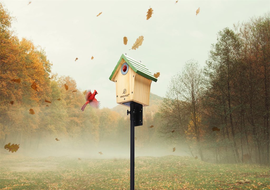 A cardinal flies to the bird house in the autumn wind.