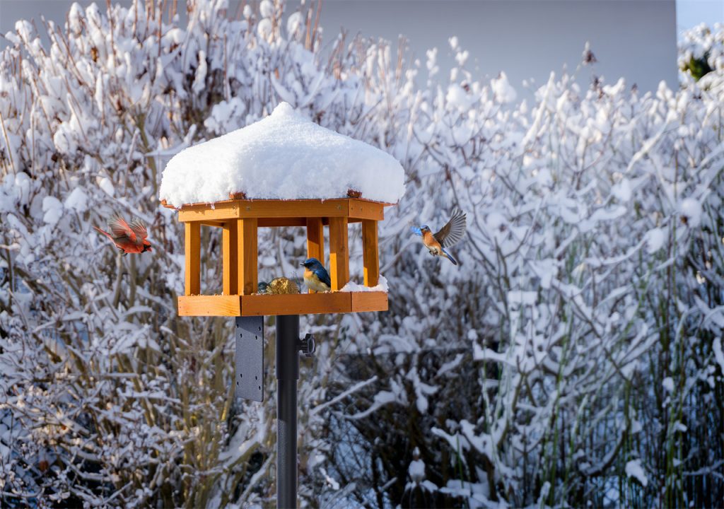 In winter, some birds are having meals happily in the bird feeder.