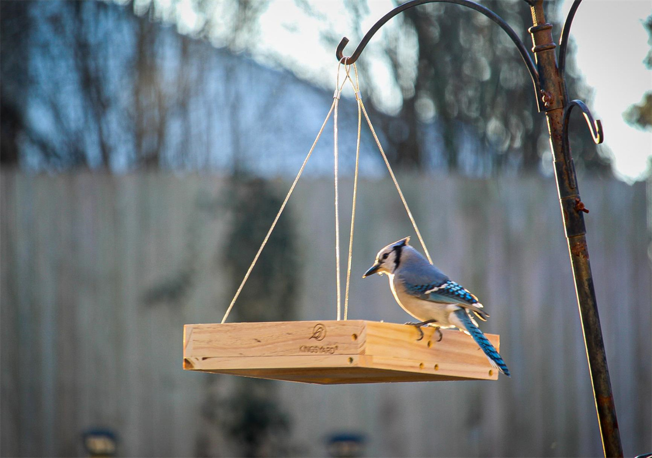 A little bird is standing on the platform bird feeder under the warm sunshine.