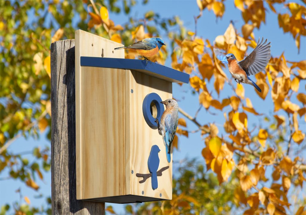 On a crisp autumn day, the birds gathered around the bird feeder, preparing to eat.