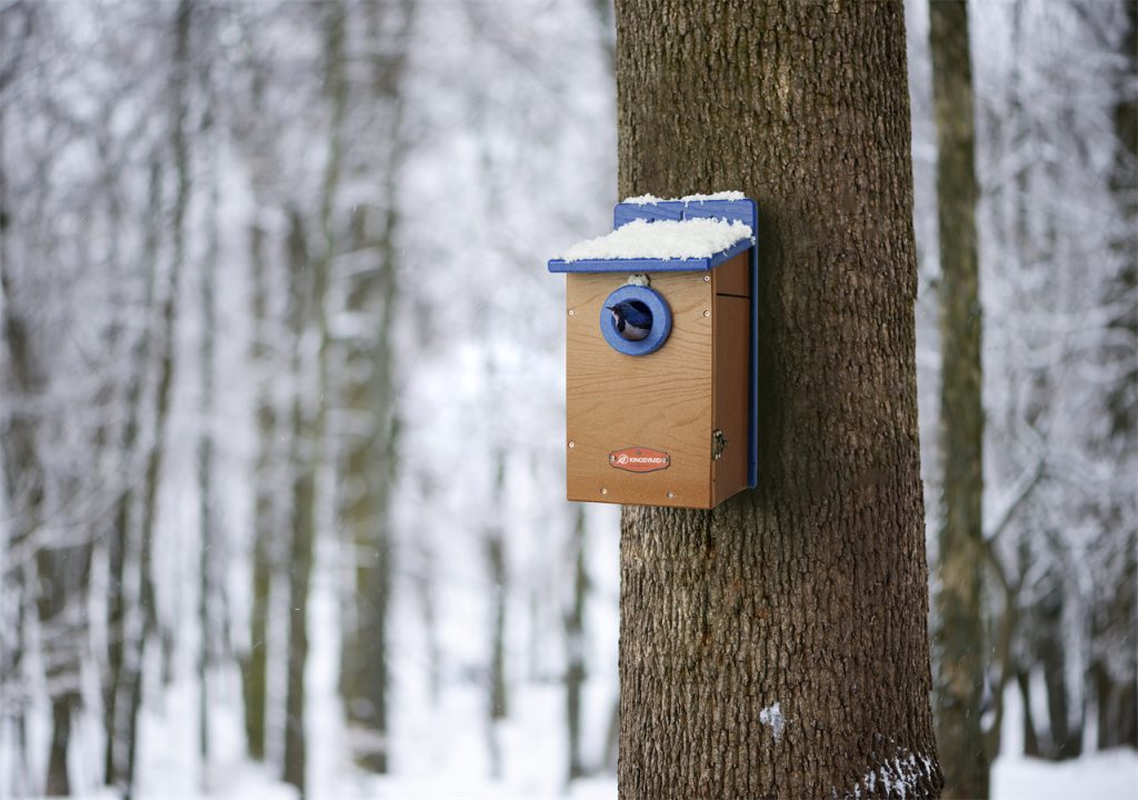 A bluebird house in the cold winter. A little bird pokes its head out from the bird feeder, looking into the snowy forest, looking for its companions.