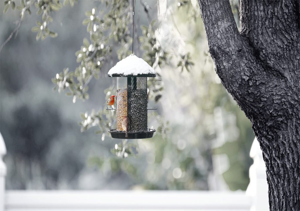 In the snowy winter, a bird feeder hangs under the tree, waiting for more birds to come..