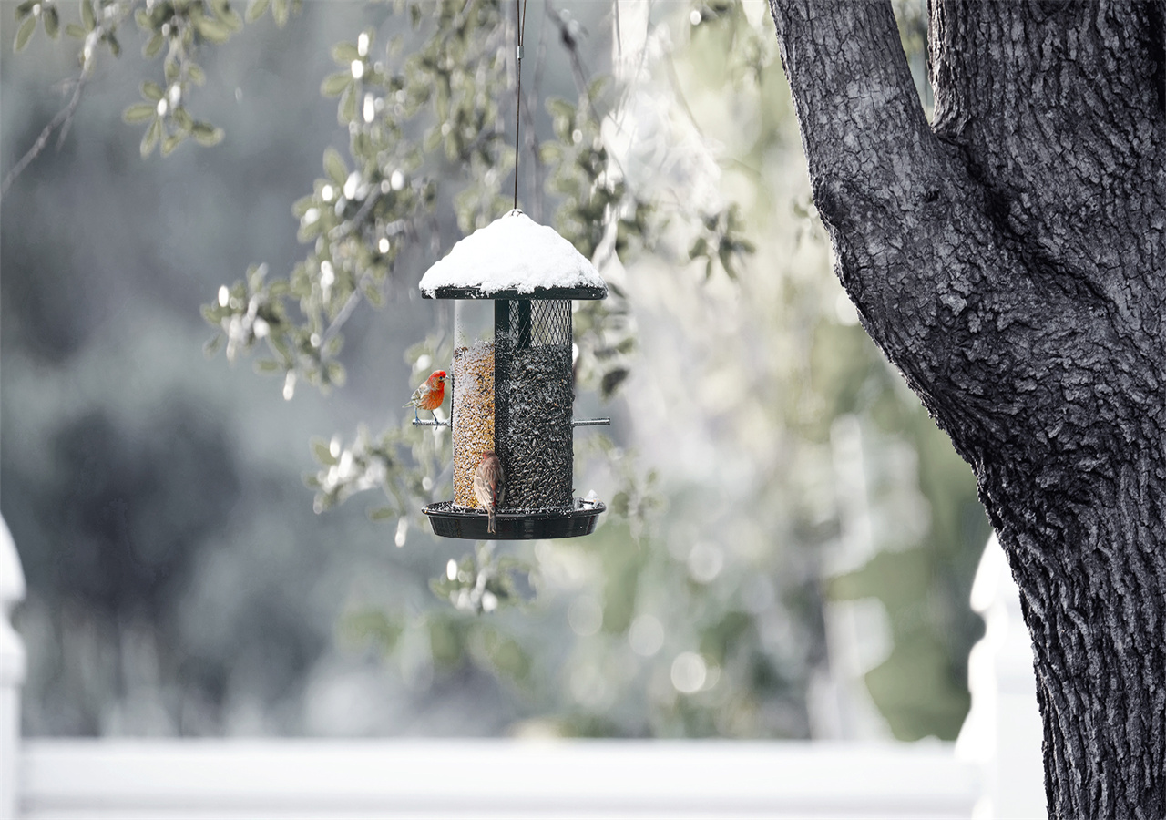 On a snowy winter day, a bird feeder hangs under the tree, waiting for the birds to come.