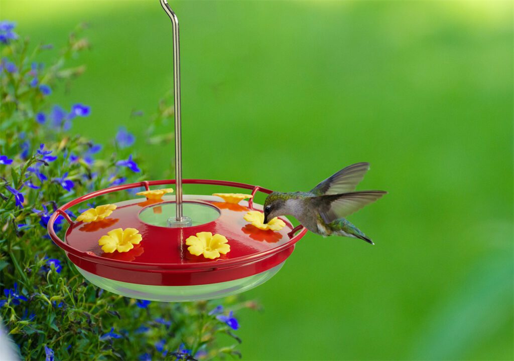 In the spring, a hummingbird is drawing nectar from a bird feeder.