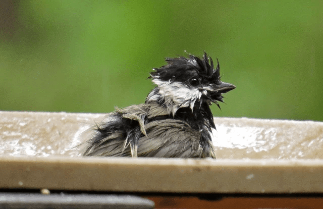 Chickadees on the birdbath