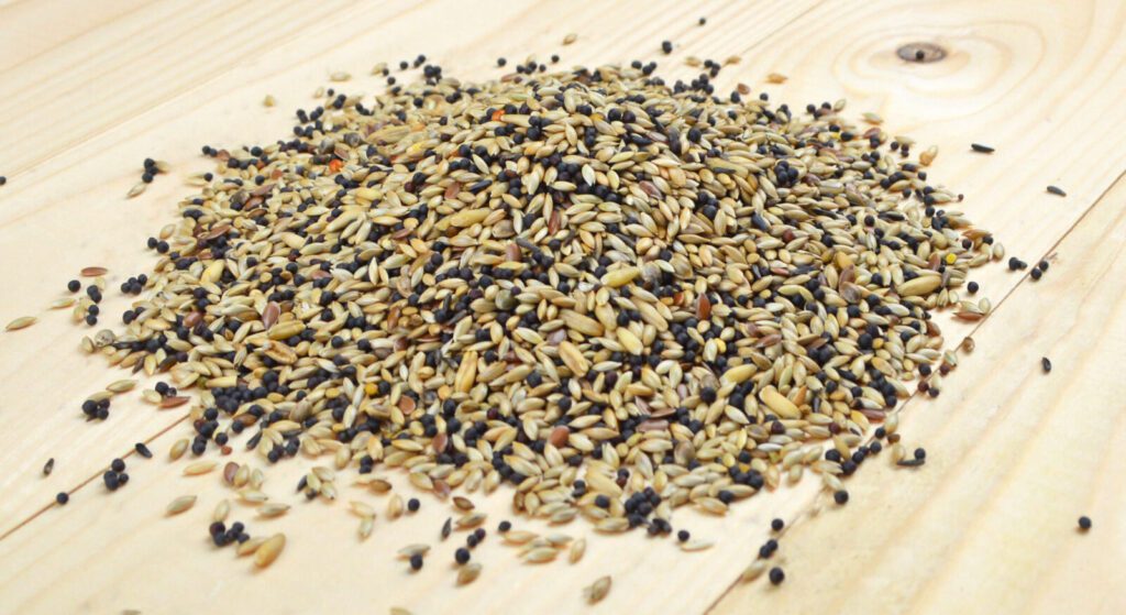 Canary seed